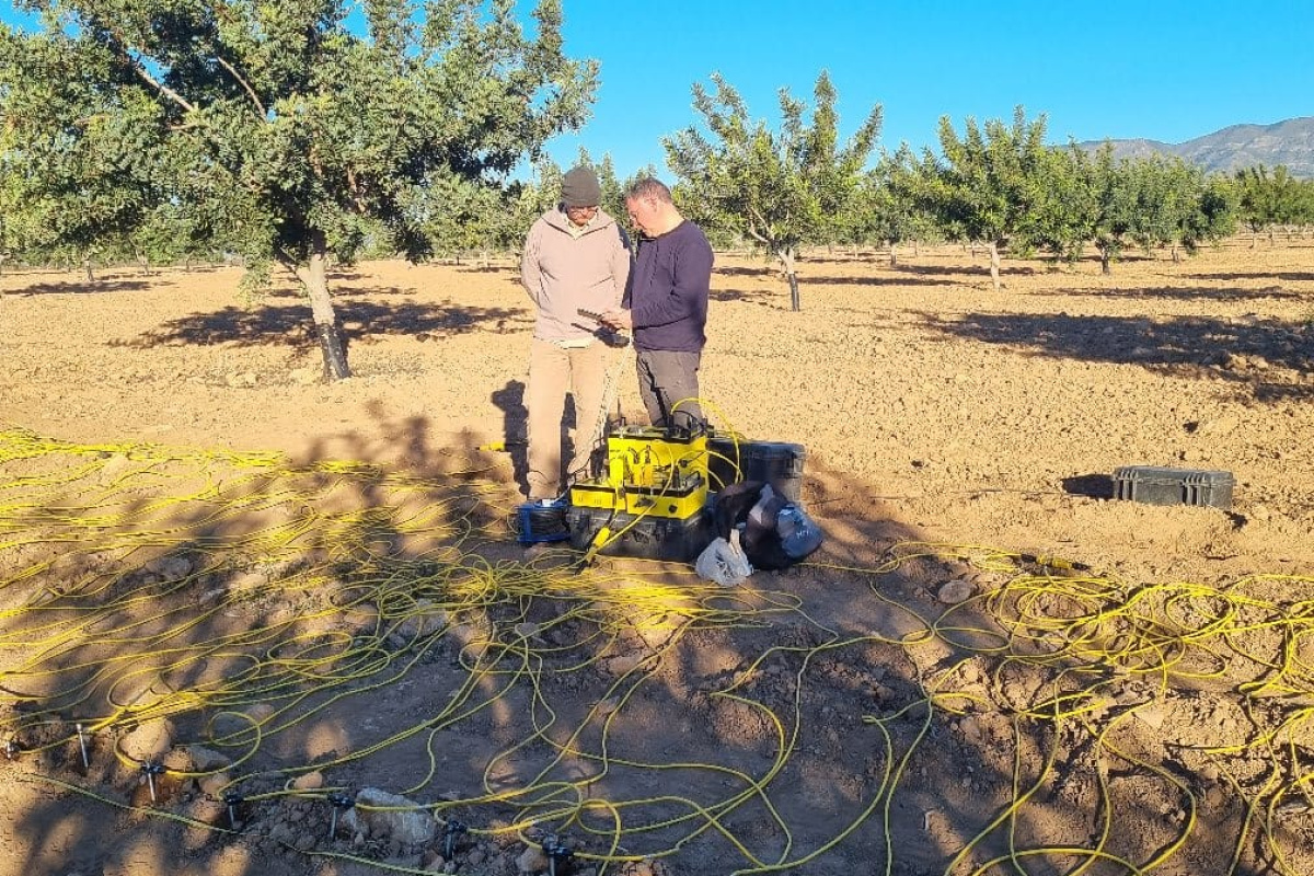 Ensayos en un cultivo de garroferos.